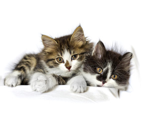 cat kitten pets domestic
