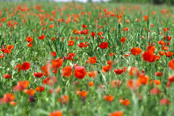 Obraz na płótnie Canvas flower poppy nature meadow