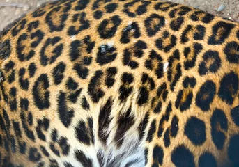 Fotobehang leopard fur © alextan8