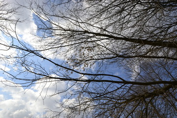 Ветки деревьев на фоне облачного неба