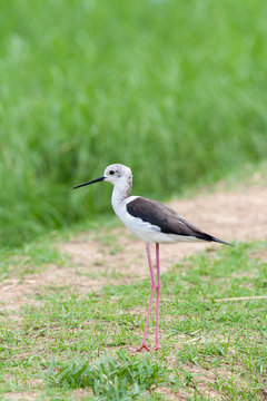 Black-winged stilt