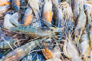 Fresh prawn shrimp on the market