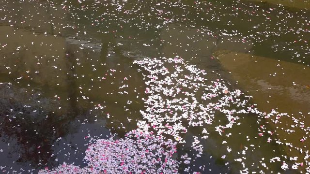 4K・桜の花びらが流れる_4-205