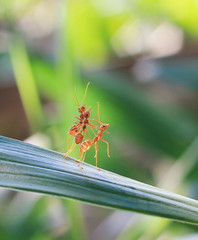red ant teamwork in green nature or in the garden