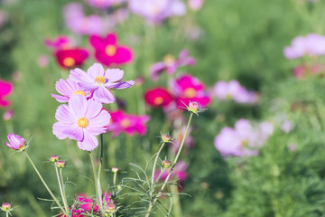 Fototapeta premium Pink cosmos flower in garden