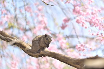 タイワンリス