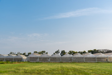 Agriculture plantation with greenhouse