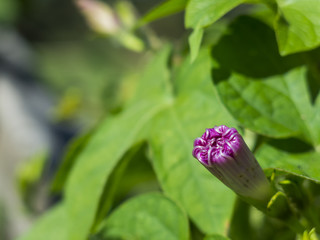 Floral Closeup