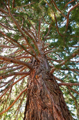 A tall sequoia