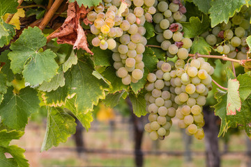 white riesling grapes on vine in vineyard