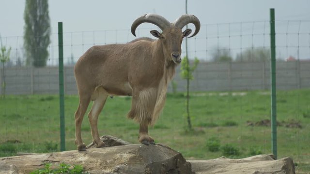 A barbary sheep is standing tall. The Barbary sheep is a species of caprid (goat-antelope) native to rocky mountains in North Africa. It is also known as aoudad, waddan, arui, and arruis.
