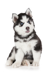 Siberian Husky puppy dog
