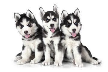Siberian Husky puppies over white © Alexey Kuznetsov