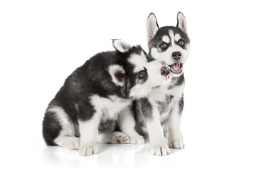 Husky puppies isolated on white