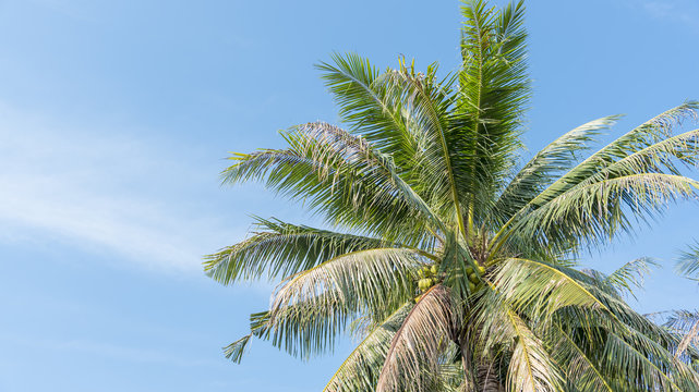 Top Coconut on blue sky