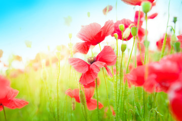 Obraz premium Gentle poppies in a field
