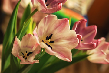 bouquet of tulips macro