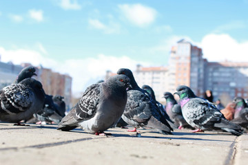 doves on the background of the city