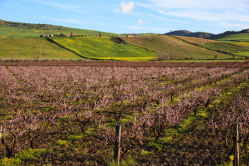 Leonforte peaches trees.