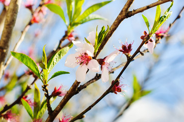 Tree with pink flowers