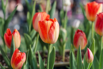 orange tulip in garden