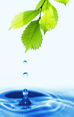 Naklejka na ściany i meble Green leaf with splashing water drops.