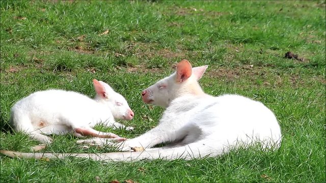white kangaroo, albino,  Macropus rufogriseus
