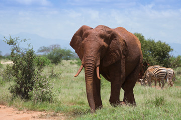 Fototapeta na wymiar Red elephant on african savannah in Kenya