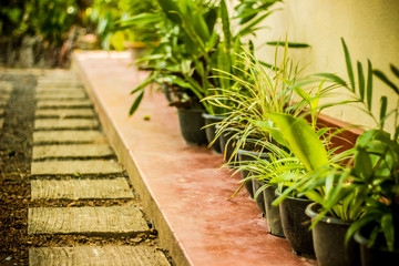 Green palnts at the house garden, Sri Lanka