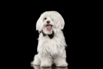 White Maltese Dog Sitting and Happy Looking in Camera isolated