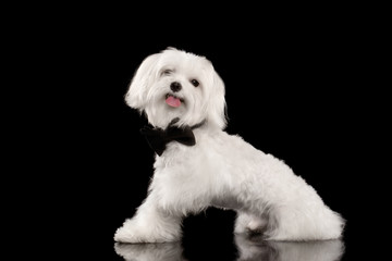 White Maltese Dog Sitting and Happy Looking in Camera isolated
