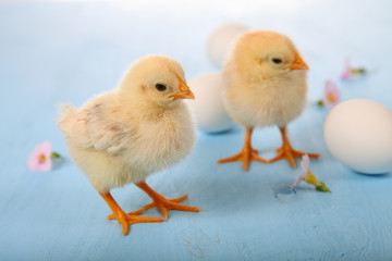 Yellow chickens on a  wooden background