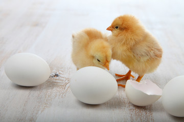 Yellow chickens on a  wooden background