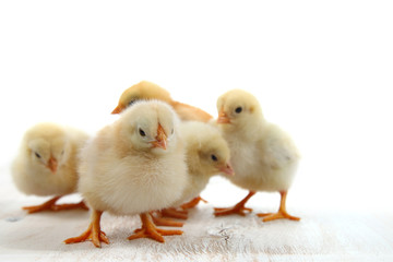 Yellow chickens on a  wooden background