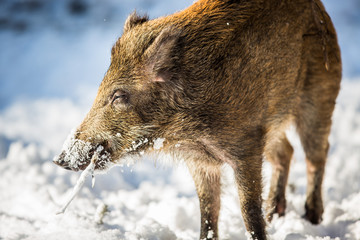 Wild boar (Sus scrofa)
