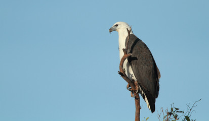 White-breasted Sea Eagle perched in tall tree looking for prey