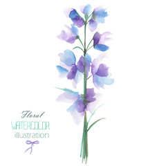 Obraz na płótnie Canvas An illustration with the isolated watercolor blue, purple and violet Delphinium (Larkspur) flower, hand drawn on a white background, for self-compilation of the bouquets and ornaments