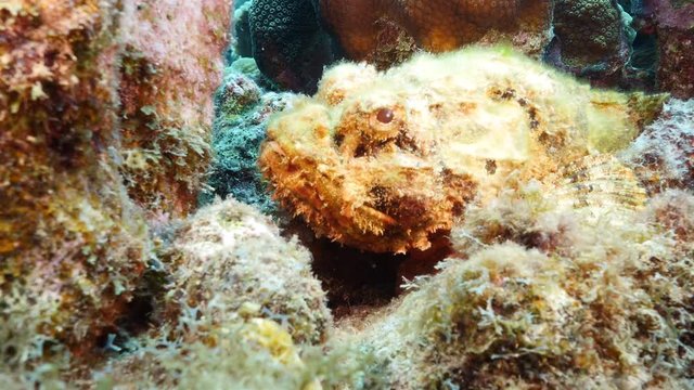 Unterwasser - Riff - Fisch - Drachenkopf - Tauchen - Curacao - Karibik - 4K