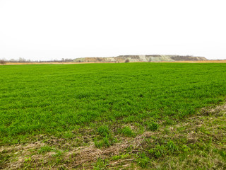 Fototapeta na wymiar Field of young green wheat on spring
