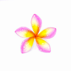 Beautiful plumeria on white background.