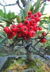 ピラカンサの盆栽