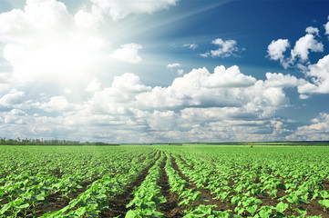 lentelandschap, groen veld met groentezaailingstruik en blauwe bewolkte hemel