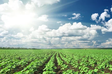 Photo sur Aluminium Campagne paysage de printemps, champ vert avec buisson de semis de légumes et ciel bleu nuageux