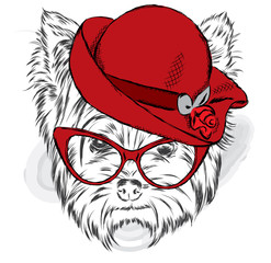 Yorkshire terrier in a ladies' hat and sunglasses . Vector illustration.