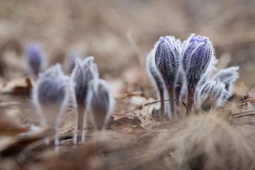 Fototapeta na wymiar tender first spring March flowers lilac blue pasque-flower,