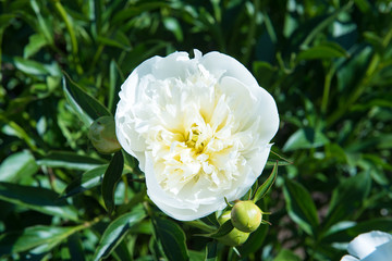 белый яркий пеон