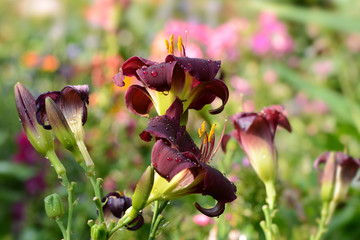 Blumen 439