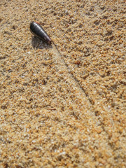 The close-up of hermit crab walk on beach. How does a hermit crab move? Hermit crabs walk forward and back using their legs. As hermit crabs grow, they occasionally need to move into larger shells.