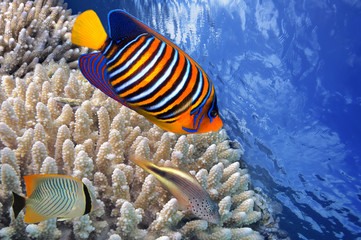 Obraz na płótnie Canvas Coral Reef and Tropical Fish