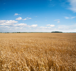 field of wheat and beautiful blue sky
